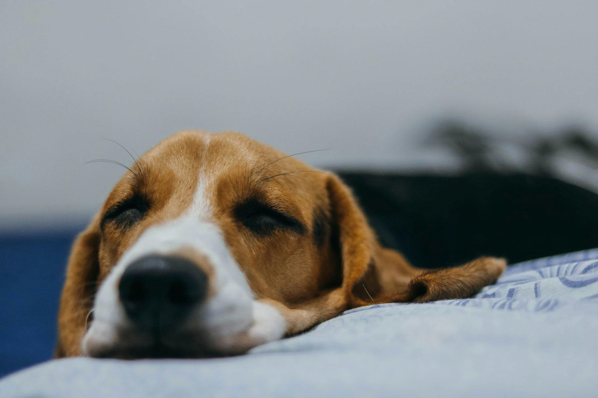 a beagle sleeping with its head on top of a pillow