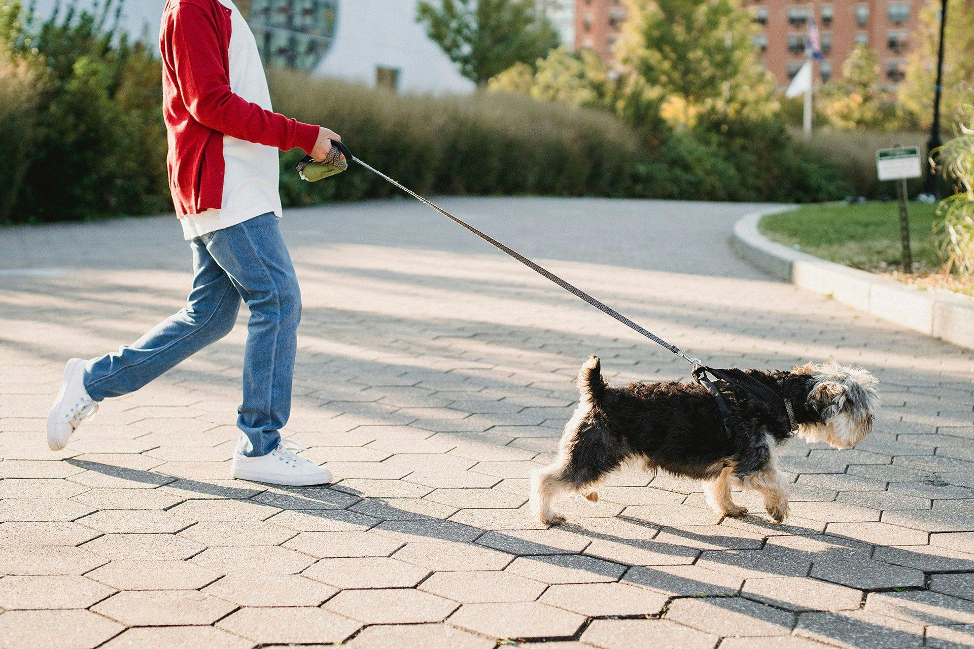 Black and white dog pulling on its owner wearing blue jeans, a white shirt and red sweater