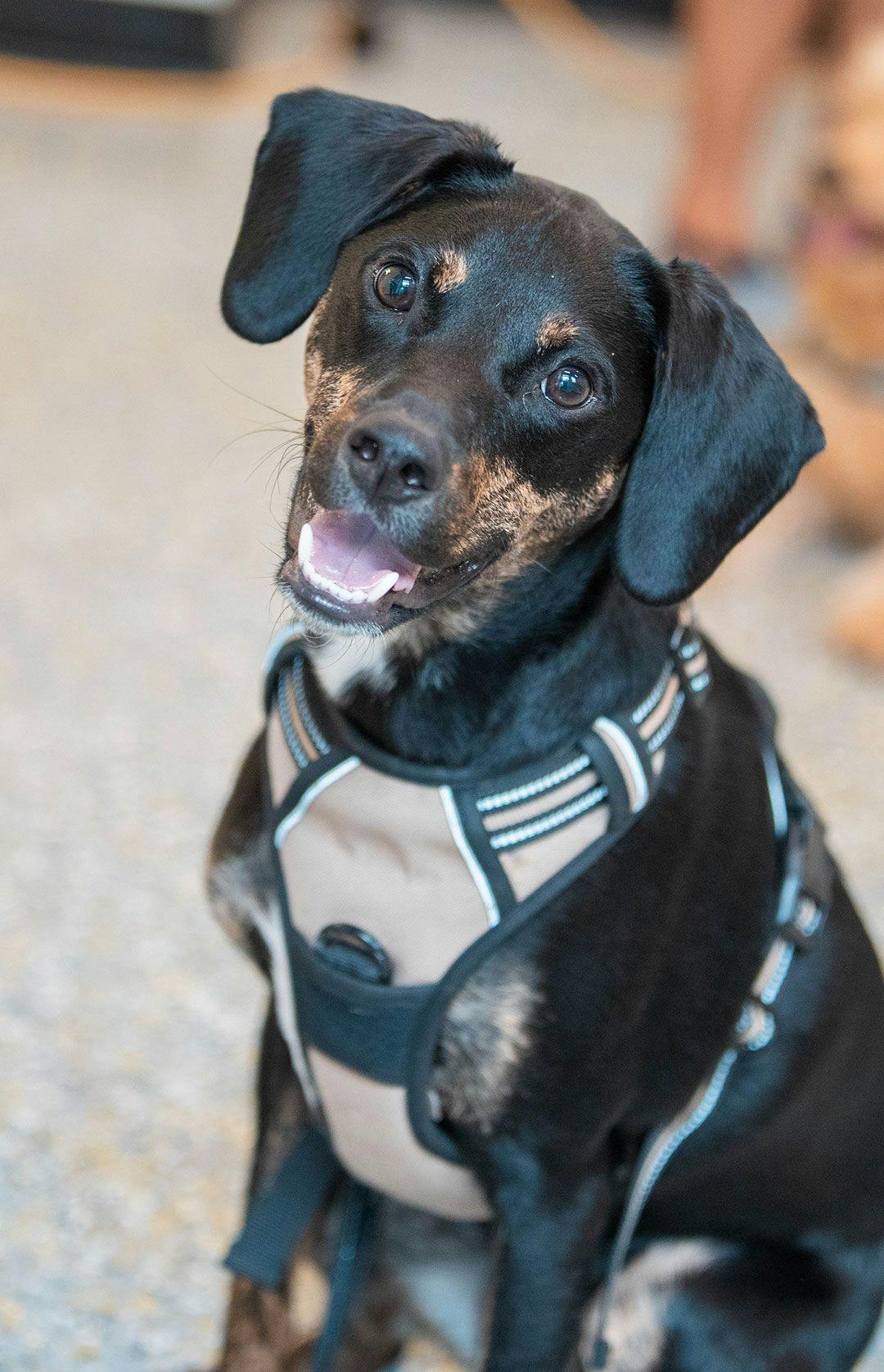 Black dog wearing a harness looking at the camera