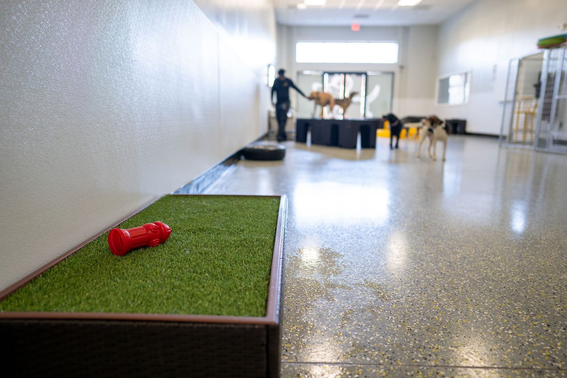Picture of a dog daycare room inside Playful Pack Fairfax Station location