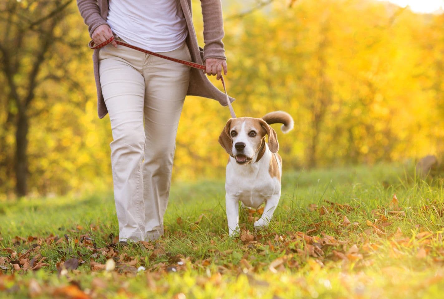 a person walking a beagle at the park