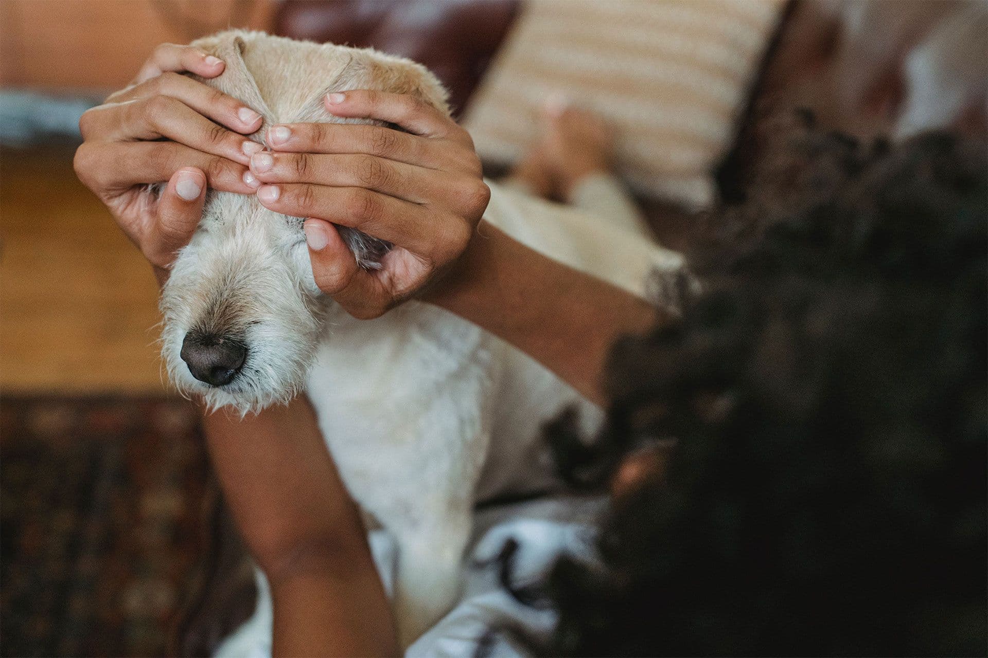 Dog owner covering dog's eyes