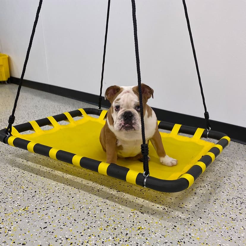 Join The Playful Pack Team Playful Pack