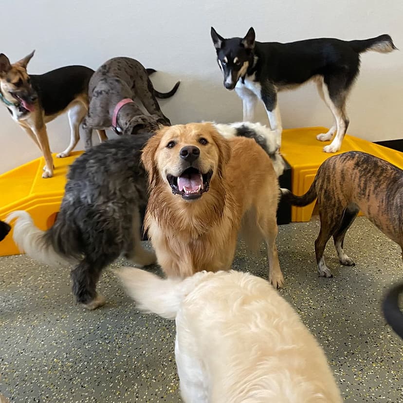 Join The Playful Pack Team Playful Pack