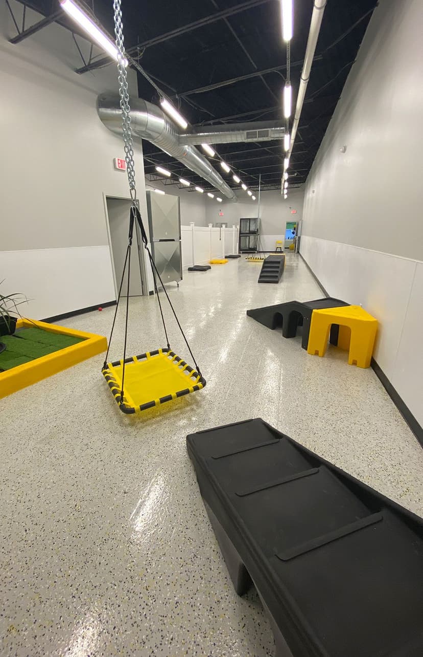 Join The Playful Pack Team Playful Pack